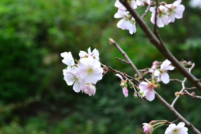 十月桜  狂い咲き？いえいえ、こちらは春と秋、年に2回咲く桜、十月桜です。小さくて可憐なうすピンク色の桜を秋に見ることができます。