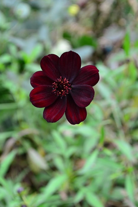 チョコレートコスモス  チョコレート色の花がシックで人気のキク科の多年草。花を触ると、ほんのりとチョコレートの香りがします。開花期間は5月～11月くらいと秋遅くまで咲く花です。鉢ものの他、切り花としても流通しています。