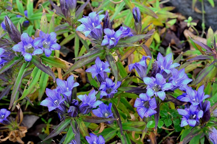 リンドウ  リンドウはリンドウ科の多年草で、日本原産の植物です。リンドウは日本のほぼ全域に生息しています。秋の野山に釣鐘型の花を咲かせます。