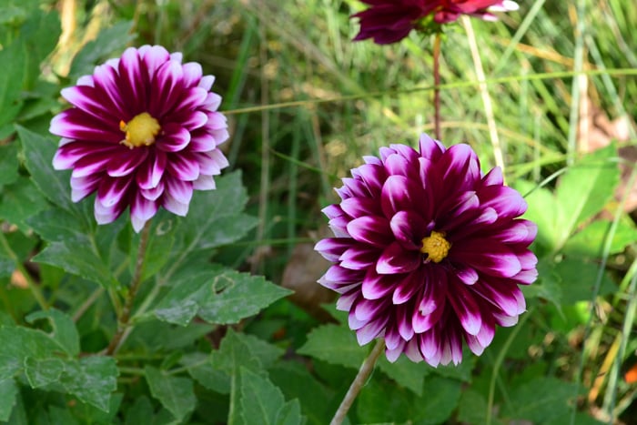 ダリア  夏から秋の花と言えばダリア。庭でも生花としても人気の花です。最近は続々と新品種が登場して、色、咲き方など、本当にたくさんのダリアを見ることができるようになりました。  華やかで豪華な雰囲気のダリア。夏は切り戻すのと、暑さで花は休みがちになりますが、秋はダリアが素敵に返り咲く季節です。