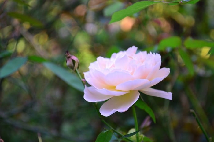 バラ  秋は四季咲きのバラの開花期。10月～11月は全国のバラ園で様々な種類のバラを見ることが出来ます。朝晩の気温が下がる秋は、花が長持ちするのが魅力のひとつ。初夏は初夏の良さもありますが、秋バラは秋バラならではの美しさがあり、同じ品種でも違った表情を見せてくれます。