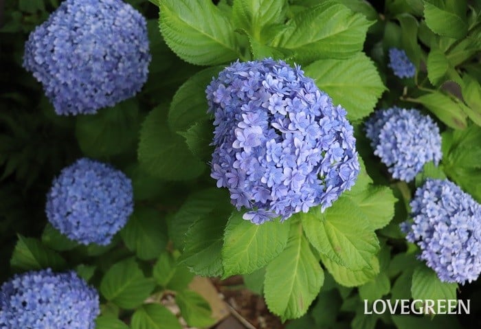 アジサイ（紫陽花）挿し木で増やしたその後　植え付け