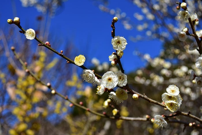 冬の花・梅