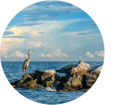 Great blue heron on rocks looking at the Chesapeake Bay