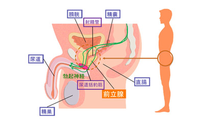 男性にとって重要な前立腺とは？～マイナーな臓器の役割～