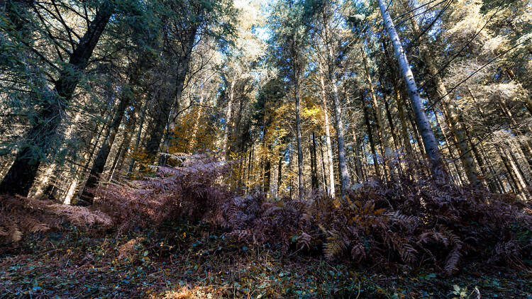 Cardinham Woods, Cornwall