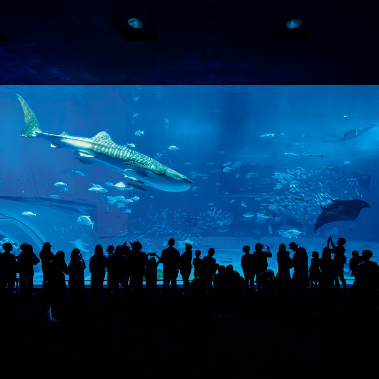 沖縄〈沖縄美ら海水族館〉の「黒潮の海」