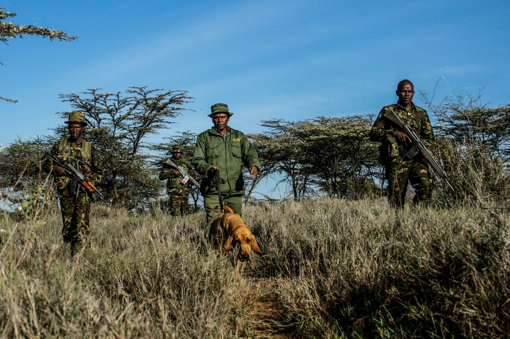 Three rangers and dog, tracking.