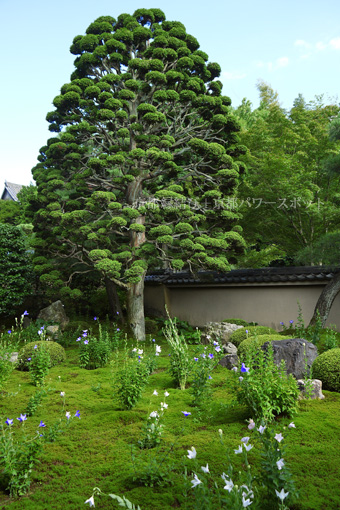 東福寺天得院 軍鶏檜葉