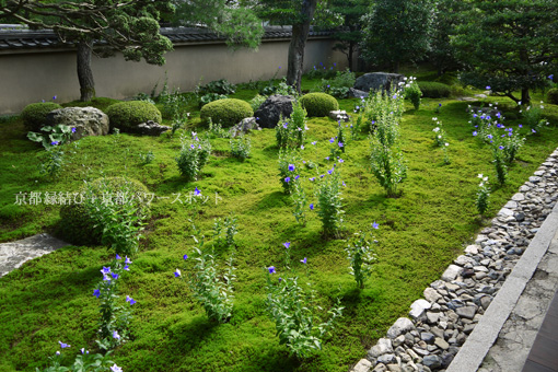 東福寺天得院 桔梗