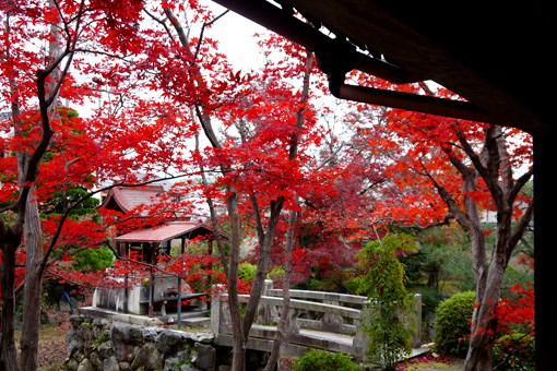 神光院の紅葉