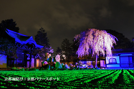 高台寺の枝垂桜