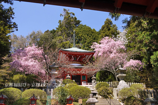 鞍馬寺の桜