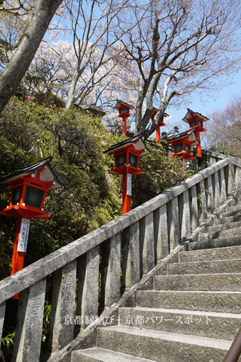 鞍馬寺の桜