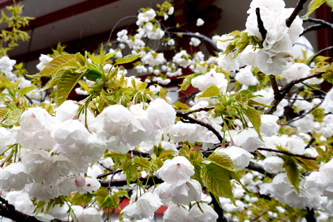 鞍馬寺