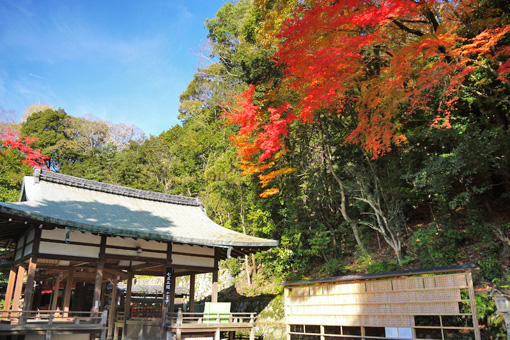 諸羽神社の紅葉