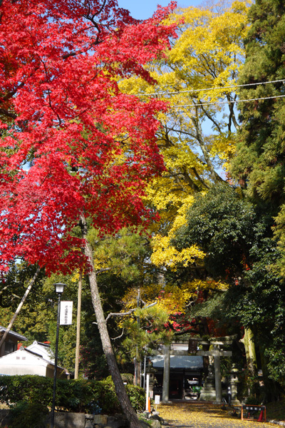 諸羽神社の紅葉