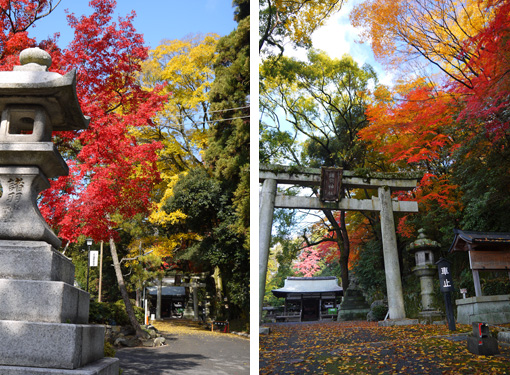 諸羽神社の紅葉