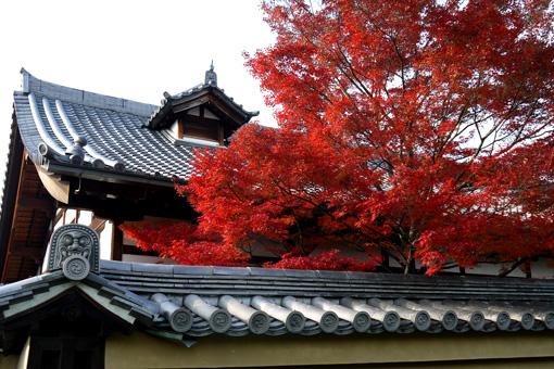 妙心寺金牛院