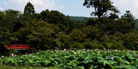 大覚寺大沢池