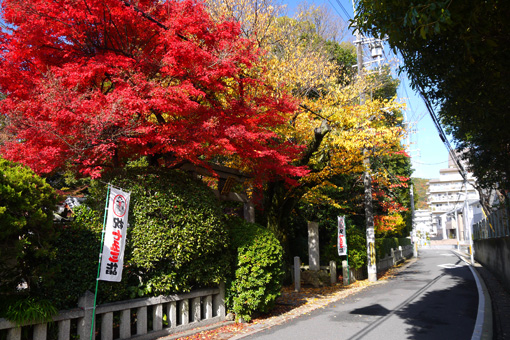 若宮八幡宮の紅葉