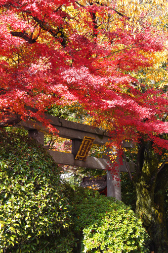 若宮八幡宮の紅葉