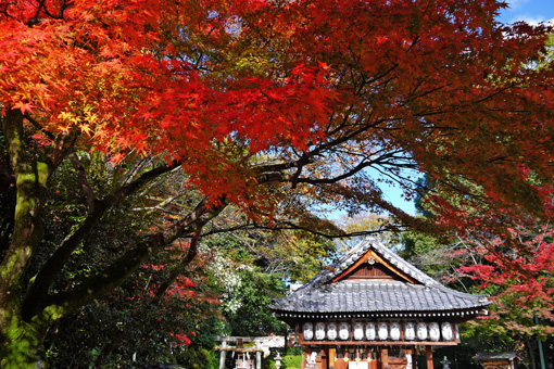 若宮八幡宮の紅葉