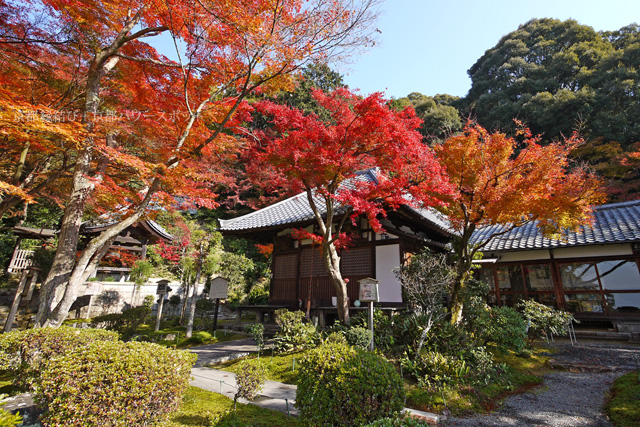 清閑寺の紅葉