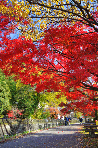 琵琶湖疏水の紅葉（山科）