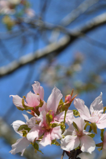 琵琶湖疏水 秋の桜