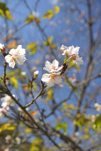 琵琶湖疏水 秋の桜