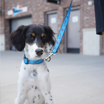 Beloit Sky Carp Blue Home Dog Leash