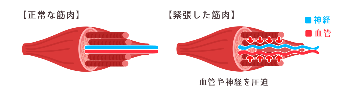 muscle-kori-Mechanism-Blood-vessel