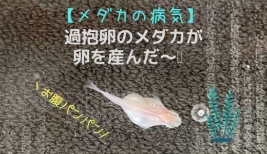 【朗報】お腹がパンパンで破裂寸前・メダカの過抱卵が治った！