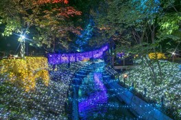 倉敷みらい公園では、川沿いの樹木や遊歩道をカラフルに彩る。