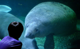 新屋島水族館