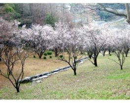 桜やツツジが咲き誇り、春は園内が華やかな雰囲気に包まれる