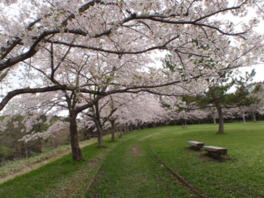 桜の季節になると青森春まつりの会場となる