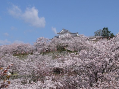 春には約1000本の桜が満開に。さくらまつりも開催される