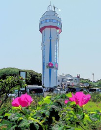 ハマナスの花が宇宙展望塔の壁面を飾る