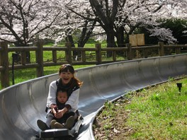 春には満開の桜の下をドリームコースターで走り抜ける