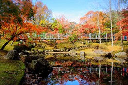 11月中旬から下旬にかけて並木道に色づく紅葉