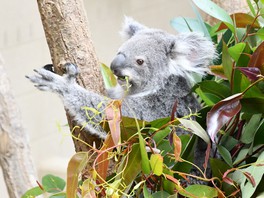 人気のコアラはお食事タイムもお見逃しなく