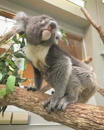 南方系コアラに出会える農業公園