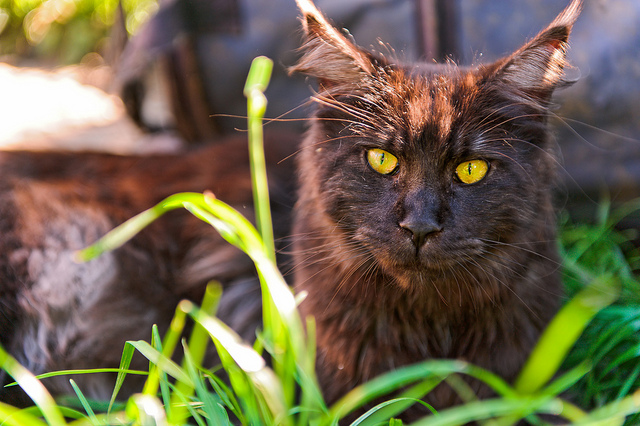 もふっとしたくなる☆メインクーンの猫画像２２選!