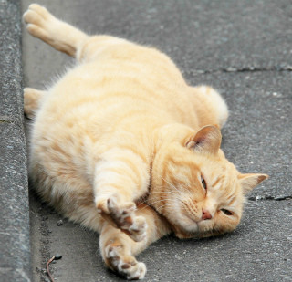 東京都で暮らす可愛い猫の画像を400枚集めてみた