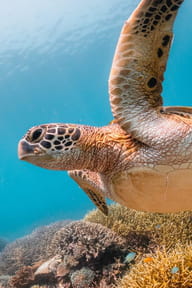 Nager avec les tortues​​​​​​​ des îles "Gili"