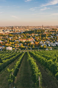 Se promener ​​​​​​​dans le vignoble viennois