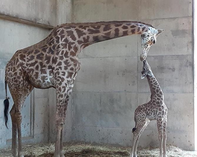 輸送が難しい「キリンの嫁入り」。命をつなぐ動物園の仕事に迫る【会えなくなるかもしれない生き物図鑑】