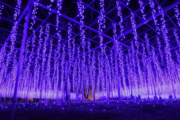 あしかがフラワーパーク「光の花の庭」の「奇蹟の大藤」は花びらの細部にまでこだわったイルミネーション